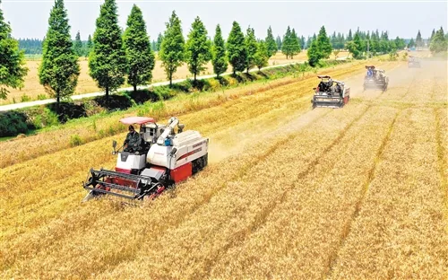 A Bumper Summer Grain Harvest